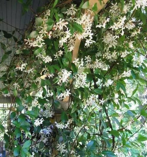 多年生藤本花卉的种类与养护（打造属于自己的藤本花园）