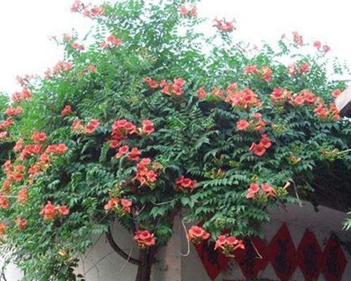 多年生藤本花卉的种类与养护（打造属于自己的藤本花园）