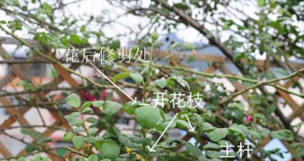 藤本月季移栽时间选择与技巧