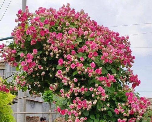 藤本月季的生长与发展特点（一年内能长到多高）