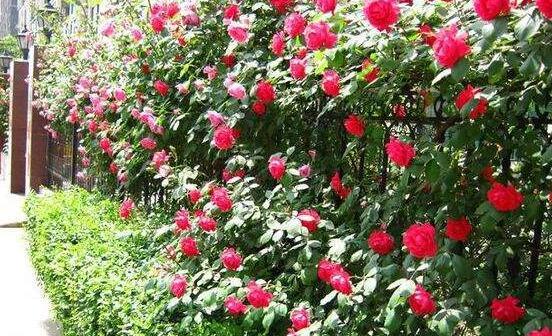 如何快速养殖藤本月季（藤本月季种植技巧）