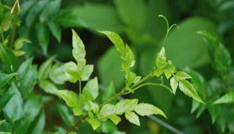 探秘藤茶的来源与功效（了解藤茶的植物特征及药用价值）