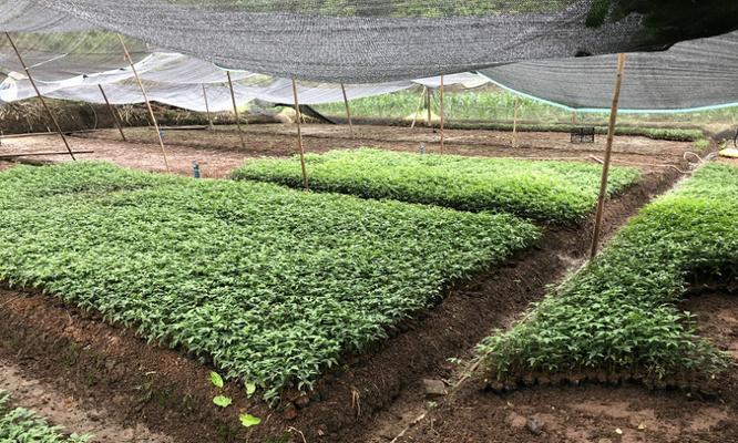藤椒树栽种的最佳时间（掌握这些关键点）
