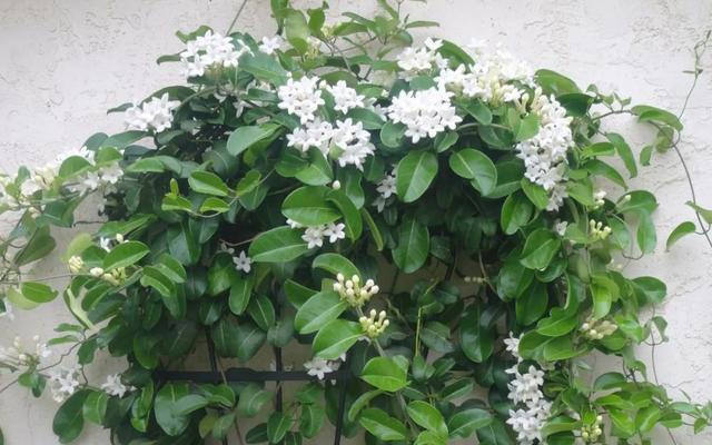 藤蔓植物的多样品种（探寻丰富多彩的藤类植物）