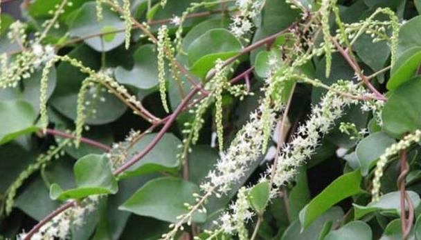 藤三七块茎繁殖与种植方法（从采集到种植）