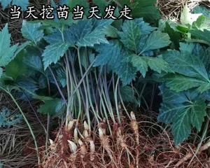 藤三七的生态习性与种植技巧（探究藤三七喜阴还是喜阳）
