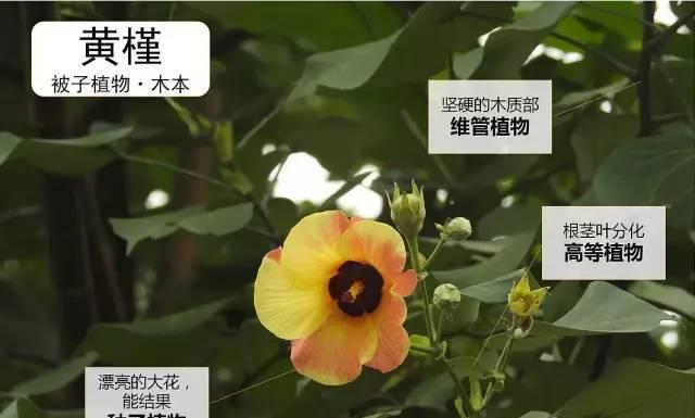提花草与狗尾巴的区别（一种常见的观赏植物和一种常见的野草的比较）