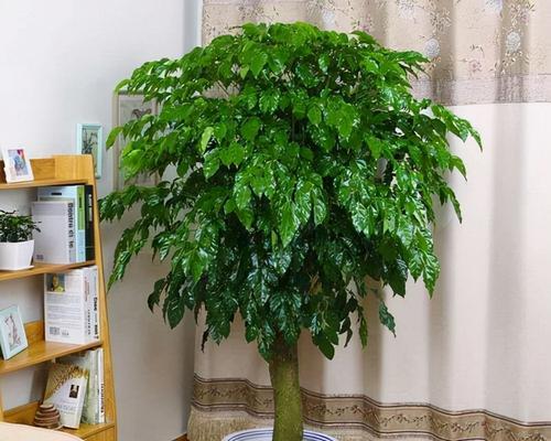 适合天秤座的养花指南（不同性格特点下）