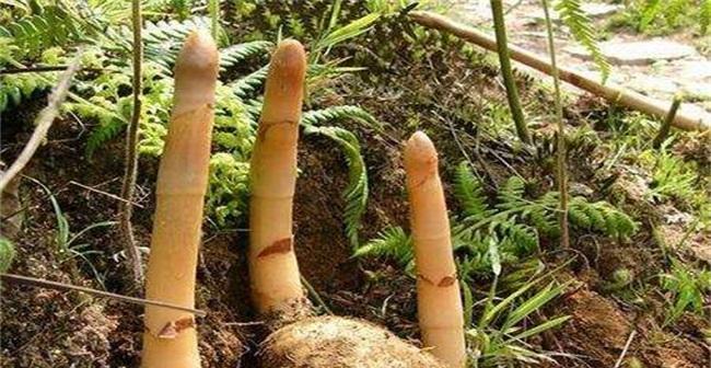 天麻种植指南（掌握天麻种植技巧）