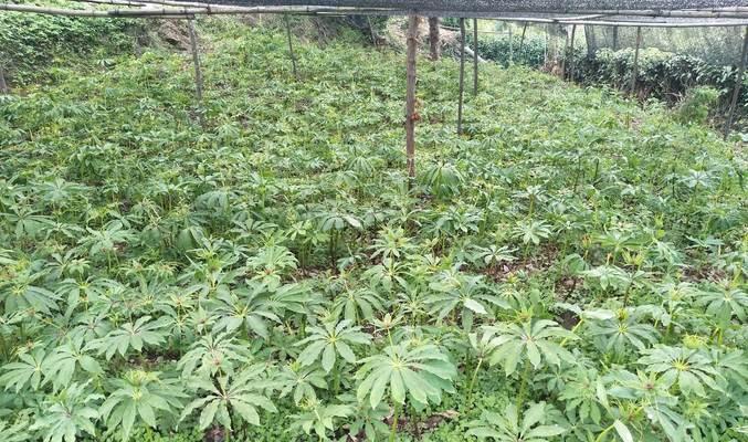 天麻种子的种植方法（从选种到成活）