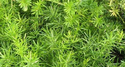 天门冬冬天不会冻死（一种特别适应严寒的植物）
