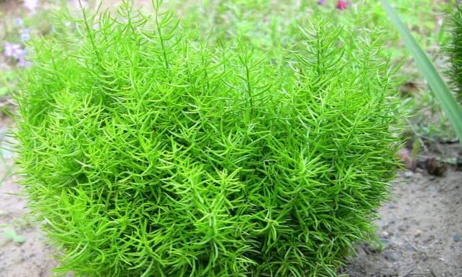 天门冬科植物：种类、特征与应用