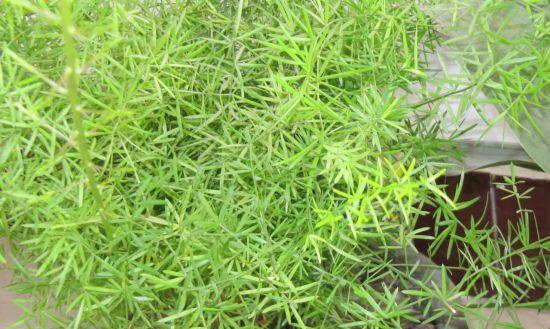 天门冬修剪技巧（打造美丽的花园）