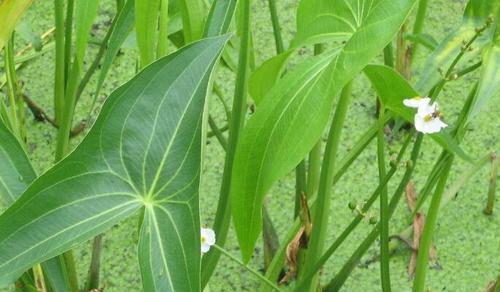 如何保存和种植天南星种球（保存、繁殖和栽培天南星球）