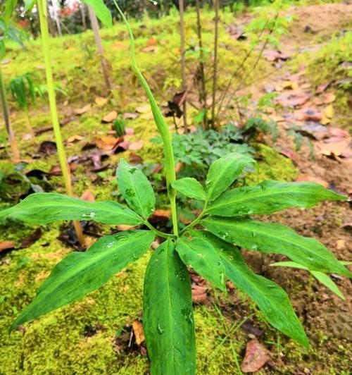 如何保存和种植天南星种球（保存、繁殖和栽培天南星球）
