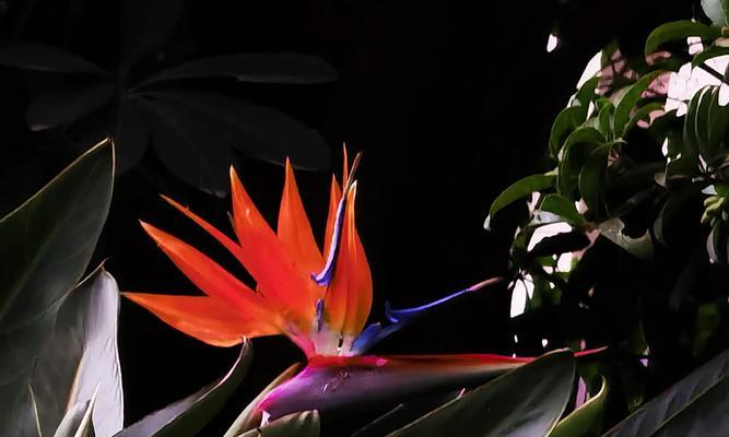 天堂鸟之花语（解读天堂鸟的含义及象征）