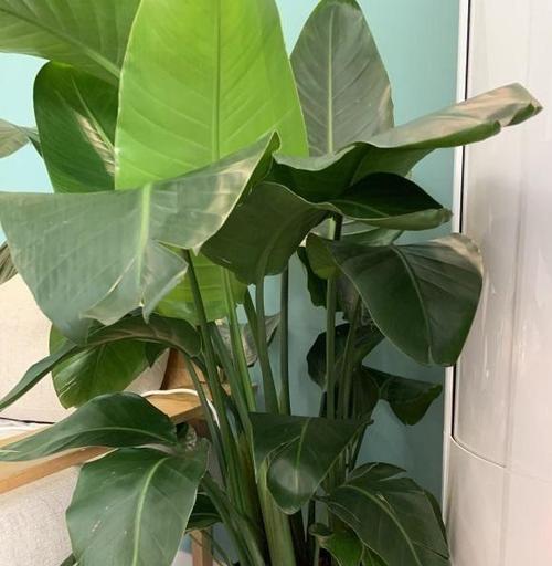 天堂鸟的养护技巧（水分管理与关键时间节点）