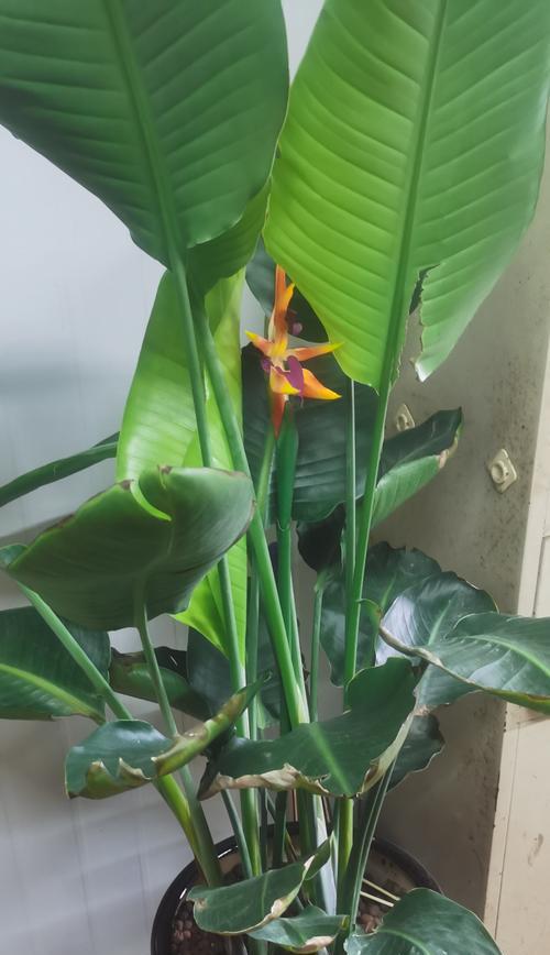 天堂鸟养护指南（浇水时间与频率的重要性）