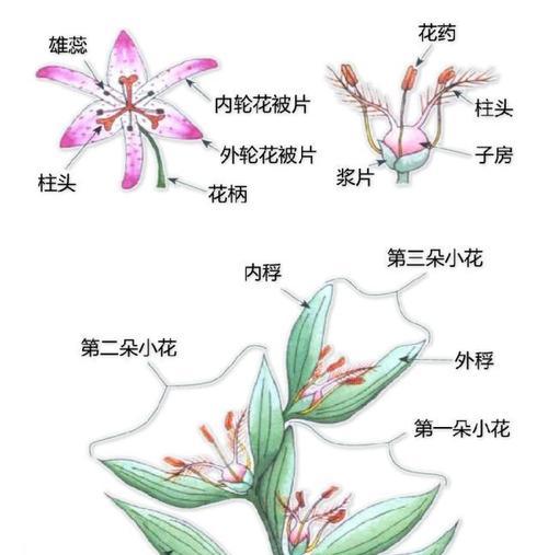 天堂鸟长叶不开花的原因及解决方法（探究天堂鸟长叶不开花的原因及科学有效的处理方法）