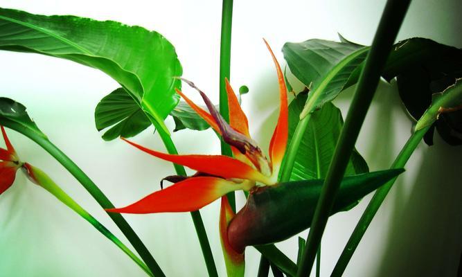 天堂鸟开花时间及种植技巧（探讨天堂鸟花开花季节和园林应用技巧）