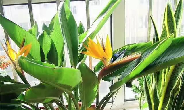 天堂鸟的开花时间及特点（探讨天堂鸟的开花时间和花期特点）