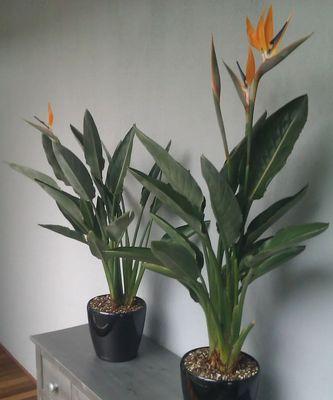 天堂鸟的开花时间及特点（探讨天堂鸟的开花时间和花期特点）