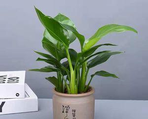 天堂鸟喜阴还是喜阳（解密天堂鸟的生活习性与繁殖习惯）