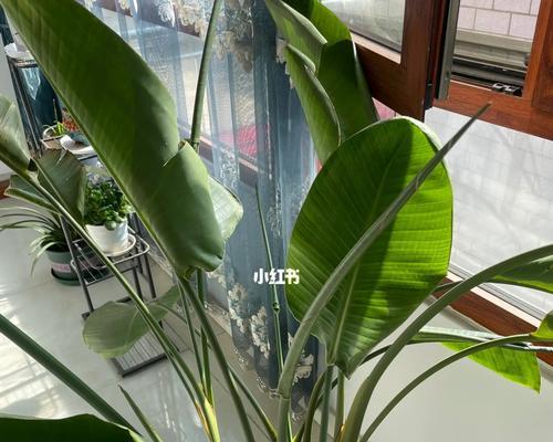 天堂鸟叶子发蔫的原因及补救方法（了解天堂鸟叶子发蔫的几大原因）