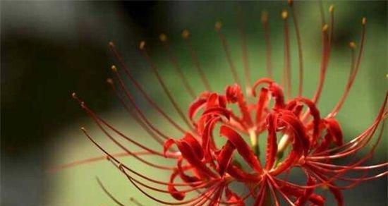 天蝎座的幸运花，你一定要养（花种选择与护理技巧）