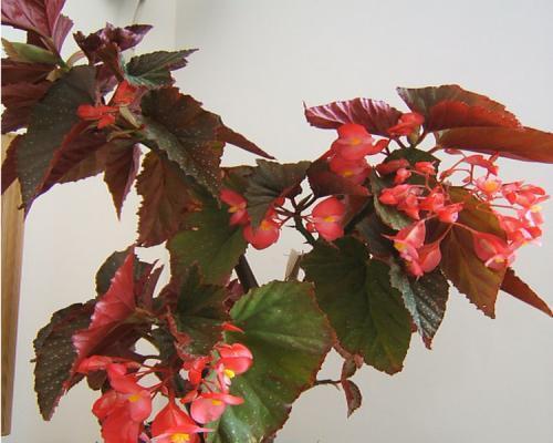 海棠花的寓意与象征风水（探索海棠花的文化内涵和风水禁忌）