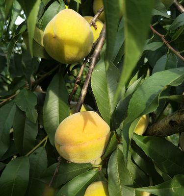 黄桃（味蕾的诱惑）