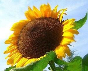 以葵花代表的生肖及其寓意（探索葵花象征的十二生肖及其内涵）