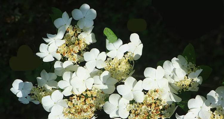 昆山市花——紫薇花的美丽与寓意（探索昆山市花的花语与文化底蕴）