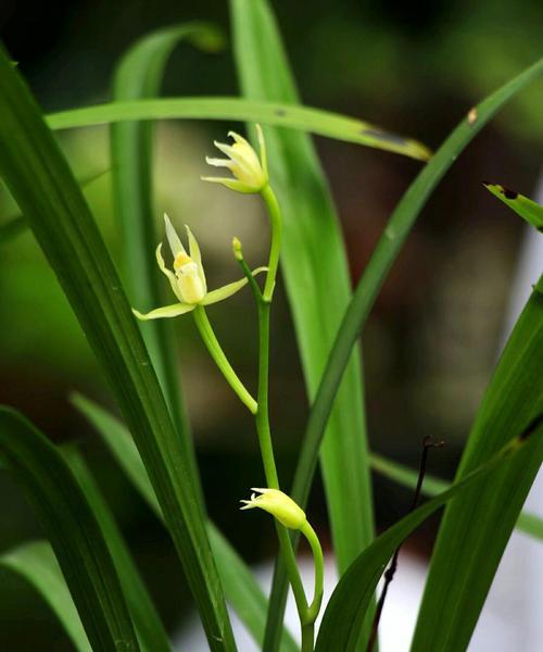 以兰花寓意的花语及其意义（兰花的美丽与深远的文化内涵）