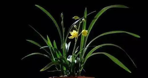 兰花的花语和寓意（揭示兰花独特的花语和深刻的寓意）