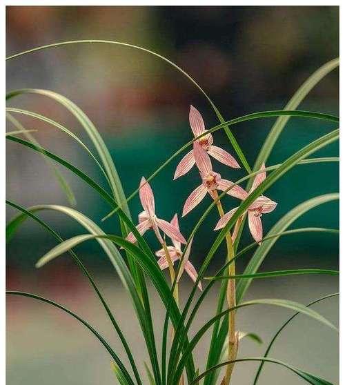兰花的花语与寓意（探索兰花的花语和象征意义）