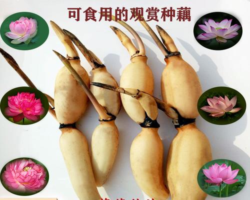 莲藕的象征意义（探究莲藕在文化中的寓意）