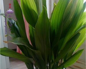 观叶植物施肥指南（最适合观叶植物的肥料种类及使用方法）
