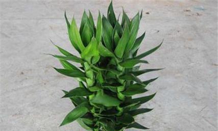 观音竹种植方法详解（观音竹在土里能种吗）