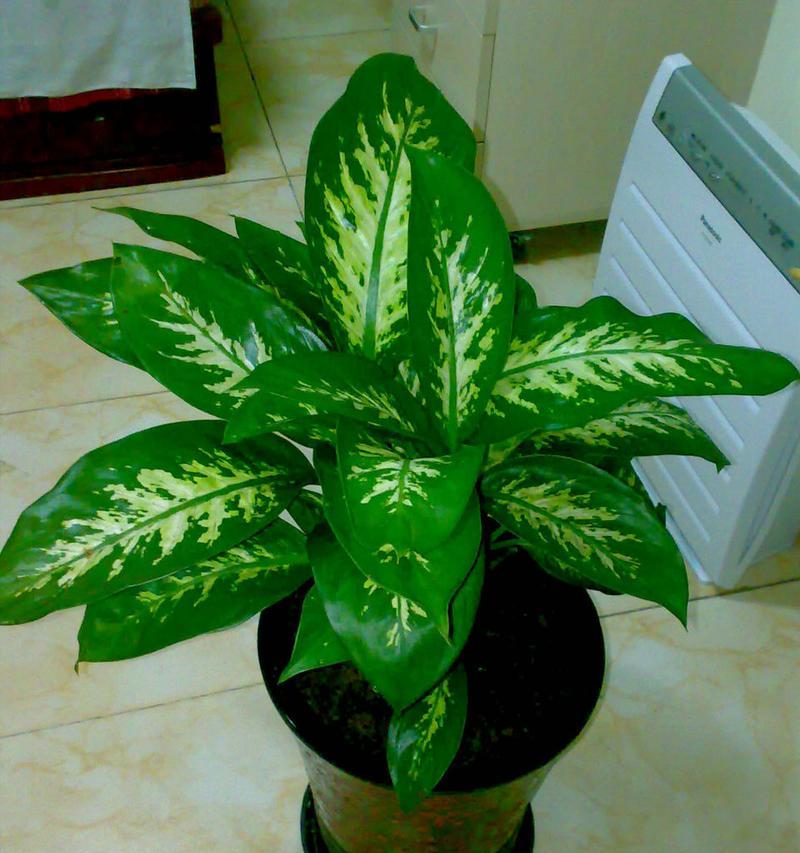 广东万年青可以放卧室吗（万年青植物的适应环境和养护技巧）