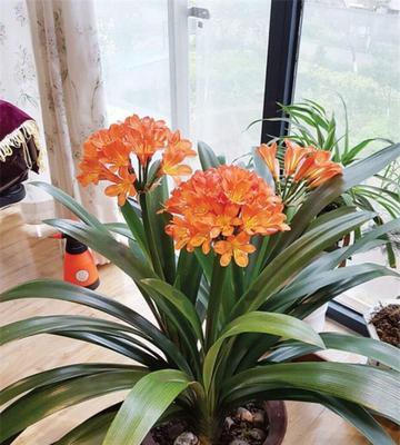广州宜养这些花（打造美丽家园）