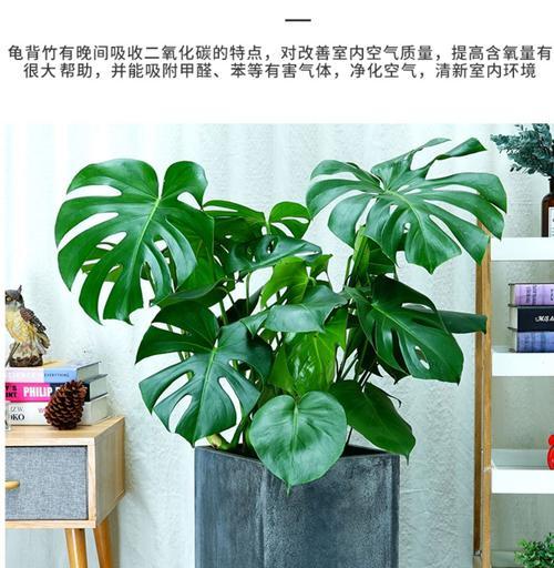 龟背竹装点客厅，这样的风水好不好（龟背竹的风水作用与摆放方式）
