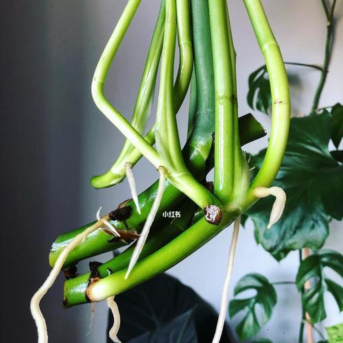 龟背竹的根系特点与发育情况（探究龟背竹根系对其生长发育的影响）