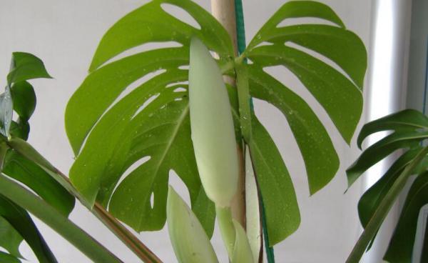 龟背竹介壳虫防治措施（如何用药物管控龟背竹介壳虫）