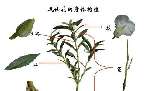 龟背竹老桩催芽方法与步骤（如何成功催芽龟背竹老桩）