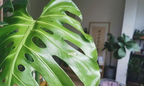 龟背竹分盆时间和技巧，让你轻松成活！