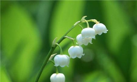 山柳兰花语（探寻山柳兰的花语和意义）