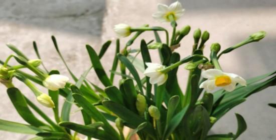 水仙花期的意义与特点（揭秘水仙花的开放时间和持久性）