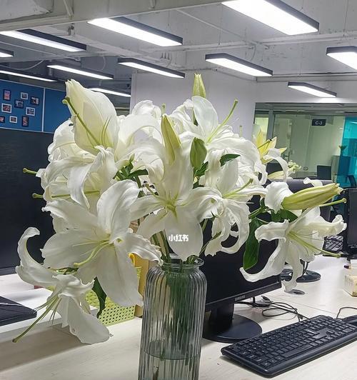 索尔邦百合花语，传递的美丽与祝福（花开如梦）