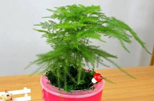 文竹的寓意与象征意义（探索文竹的寓意）